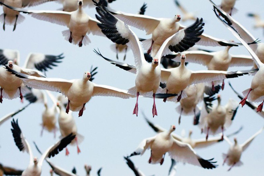 Migratory birds