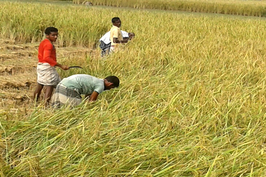 Farm labourers harvest Aman paddy in Tilokpara village under Mithapukur upazila in Rangpur. 			  	— FE Photo