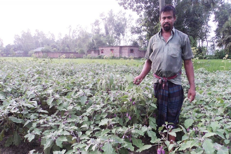 A peasant shows his brinjal field in Muroil village under Kahaloo upazila of Bogra on Thursday. — FE Photo