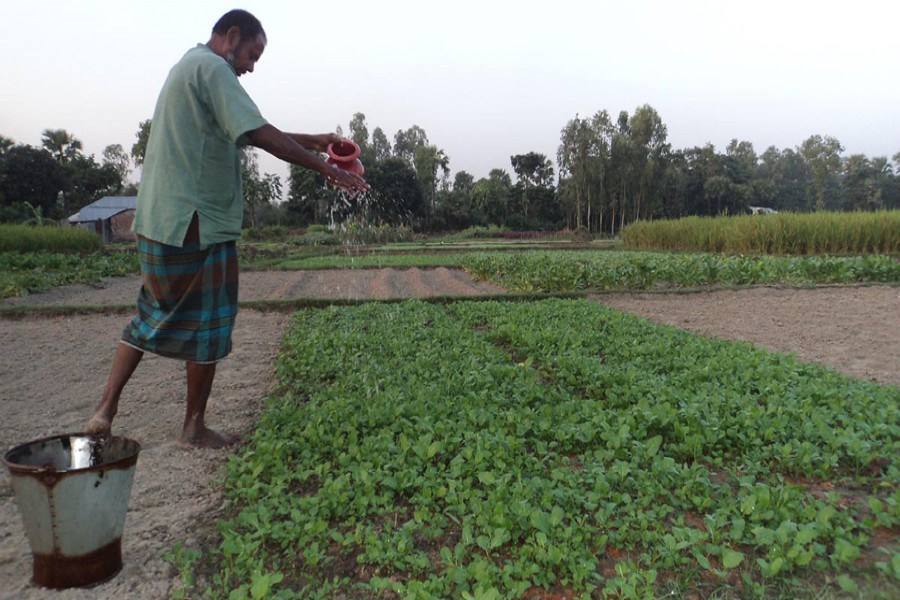 A farmer works on his mustard field in Pachuil village under Khetlal upazila of Joypurhat on Sunday. 	— FE Photo