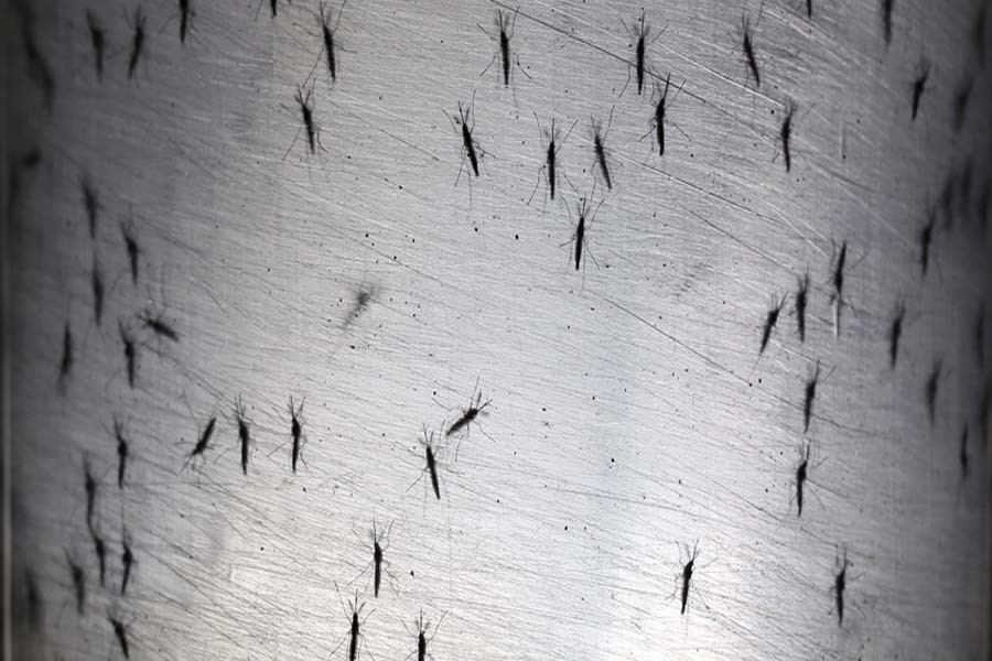 Winter and rising mosquito menace