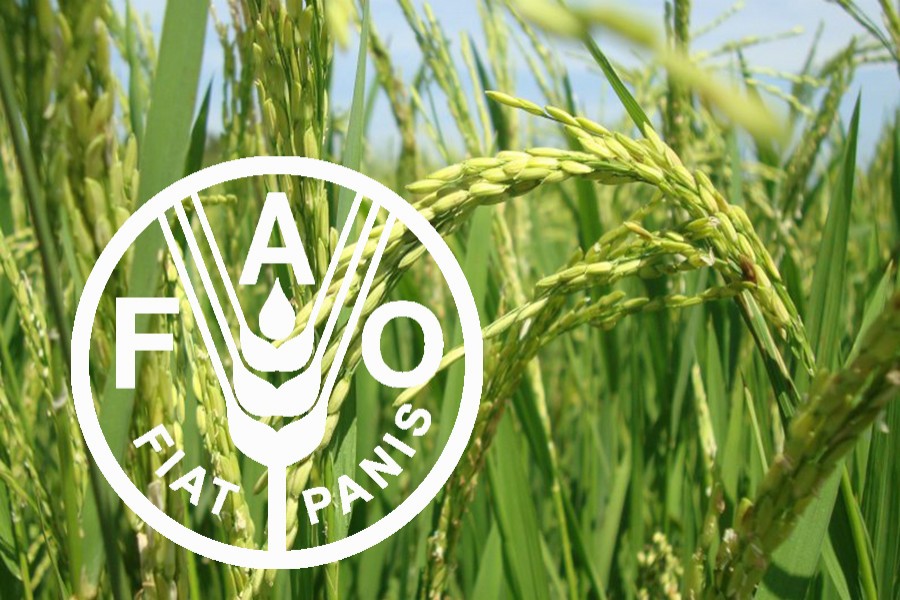 BD’s rice output may drop this year: FAO