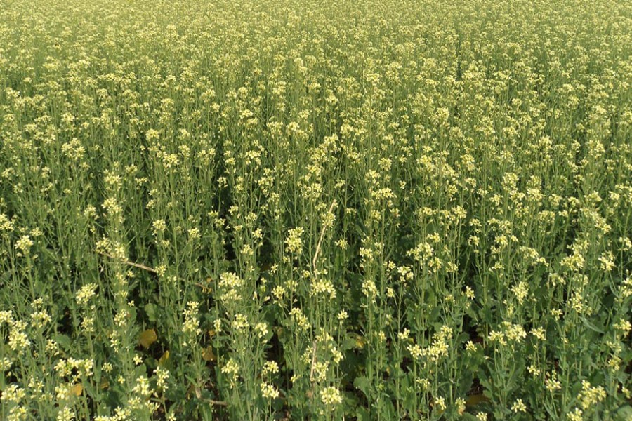 A mustard field in Bogra Sadar upazila. The photo was taken on Tuesday. 	— FE Photo