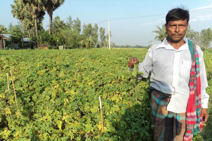 A bitter-gourd grower shows his produce in Shingra of Natore on Wednesday. 	 	— FE Photo