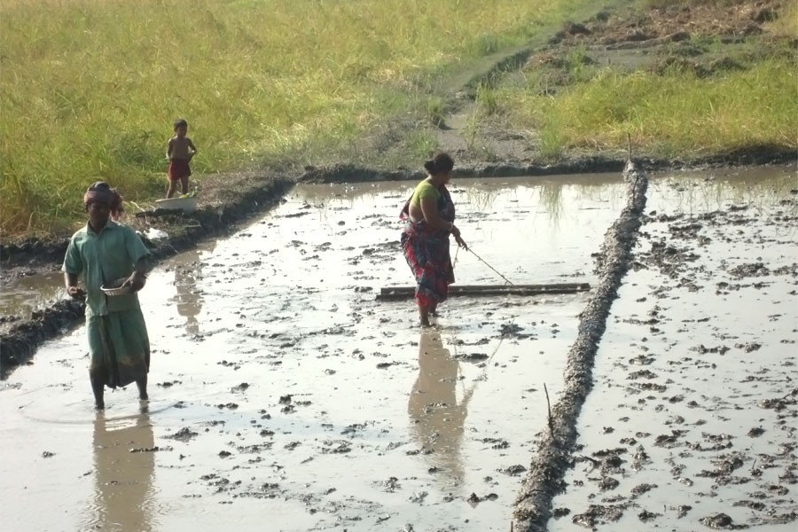 A farmer & his wife preparing seedbed at Kazulia village under Gopalganj Sadar Upazila of the district seen in the picture. (FE Photo)