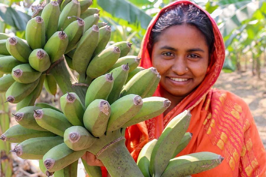 Good yield, fair price delight marginal banana growers