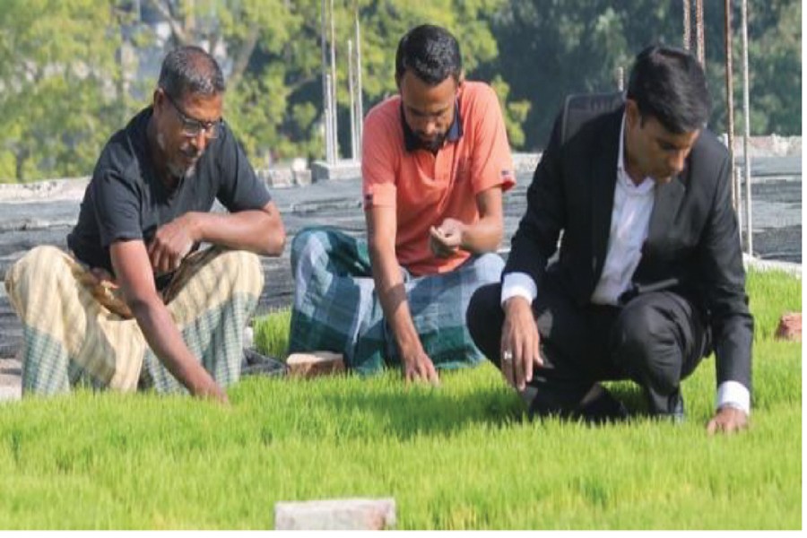 Boro seedbed on the rooftop of the five-storey building of Khabir Uddin under Shailkupa of Jhenidah on Monday.	— FE Photo