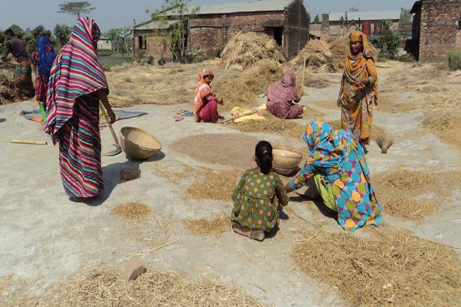 Female labourers process sesame seed before sale in Tekanichukainagar area under Sonatola upazila of Bogra on Tuesday. 	 	— FE Photo