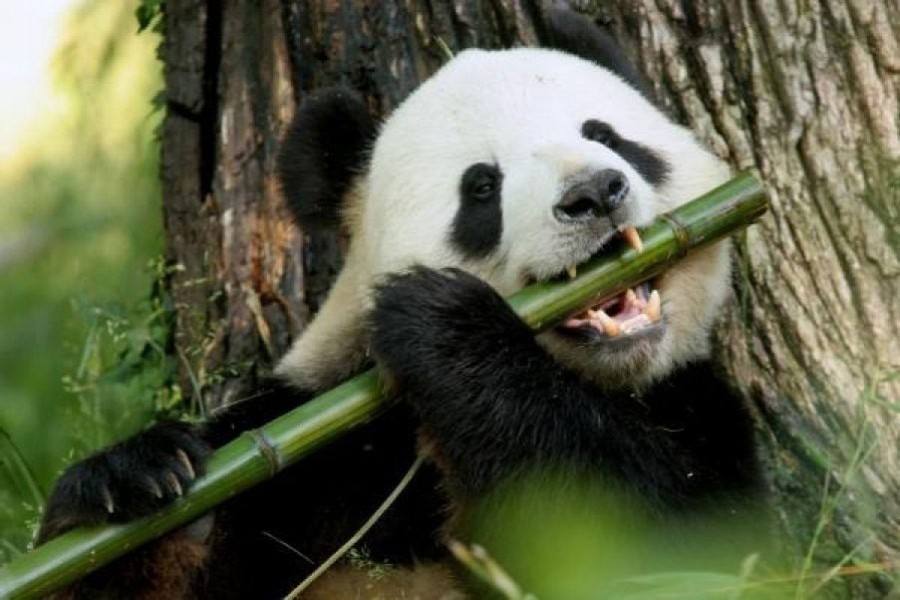 China to turn Panda poo into tissue paper