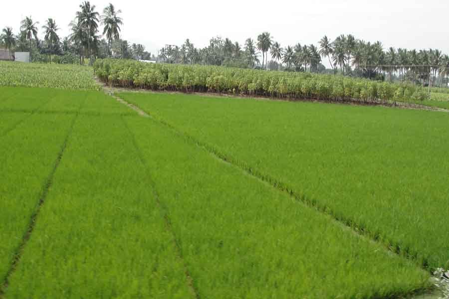 Changing face of cultivated lands