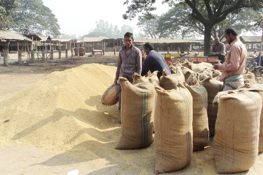 Labourers fill sacks with Boro paddy for sale in the market in Natore on Sunday. 	— FE Photo