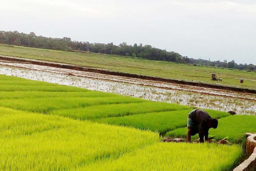 A cultivator takes care of his Boro seedbed in Golapganj upazila of Sylhet on Sunday. 	— FE Photo