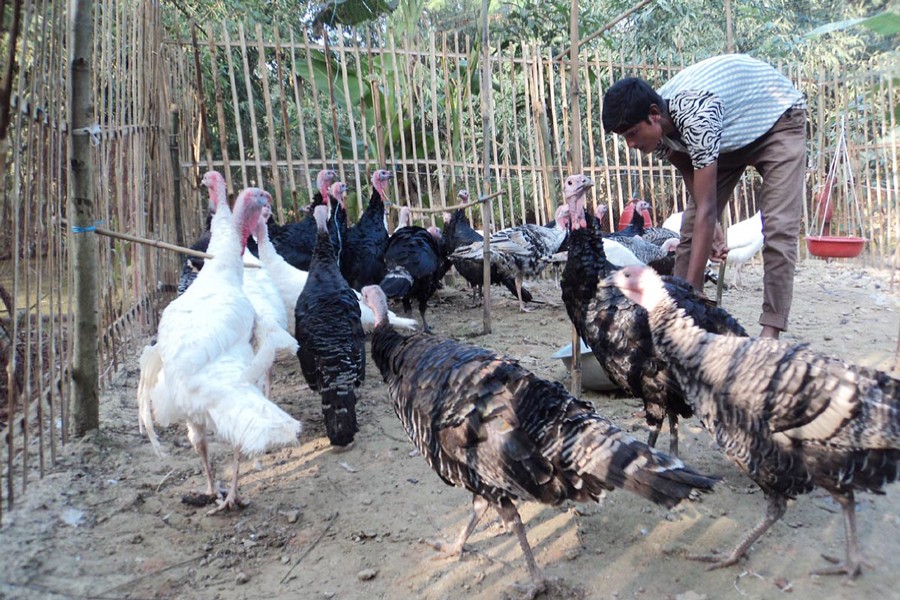 Home-based turkey farm owners  improve lot in Joypurhat