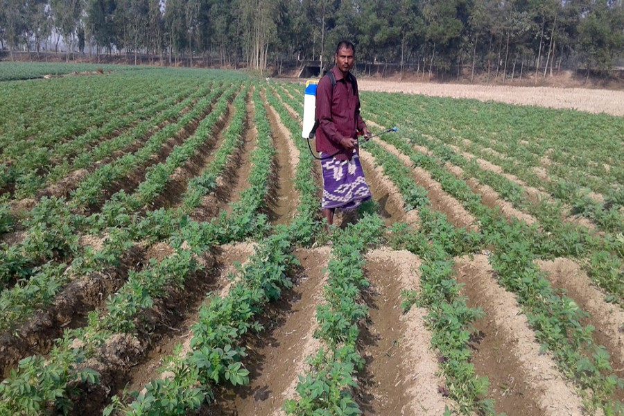 RANGPUR: A farmer sprays medicine on his potato field in Tilakpara village of Mithapukur Upazila. 	— FE photo