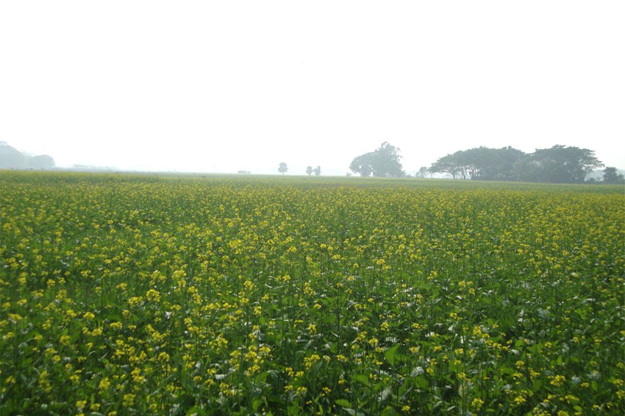 FE photo showing a mustard field in Gopalganj
