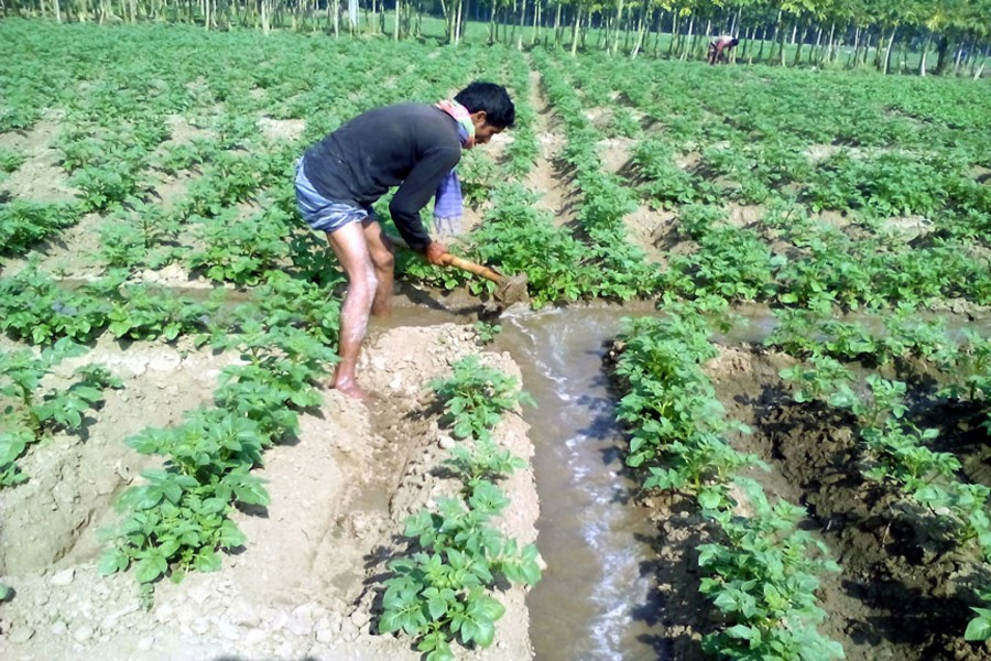 A farmer takes care of his potato field in Borogacchi village under Paba upazila of Rajshahi. 	— FE photo