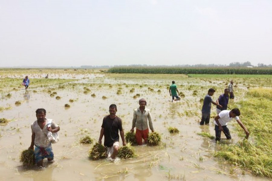Excessive rain, an extreme weather condition, hit approximately 300,000 farmers in the marshy area called Haor in northeastern Bangladesh last year.