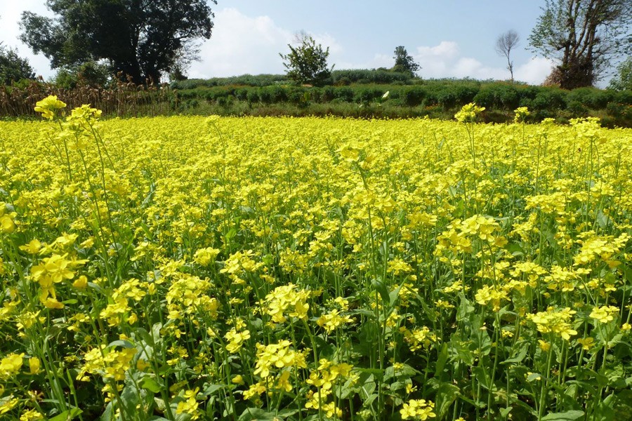 Mustard cultivation gains popularity in Magura