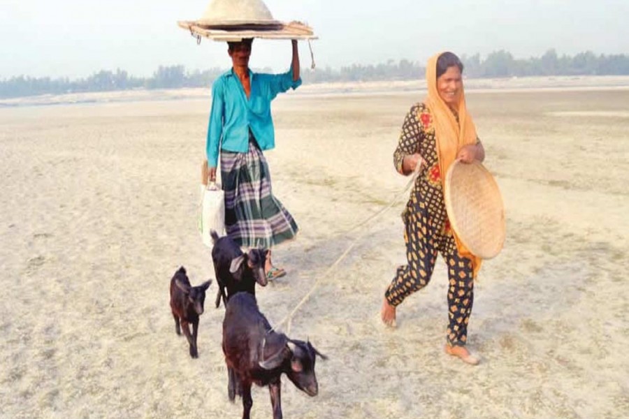 BOGRA: A couple of farmers are bringing goats home after grazing them in an area under Dhunot upazila of Bogra district. 	— FE Photo