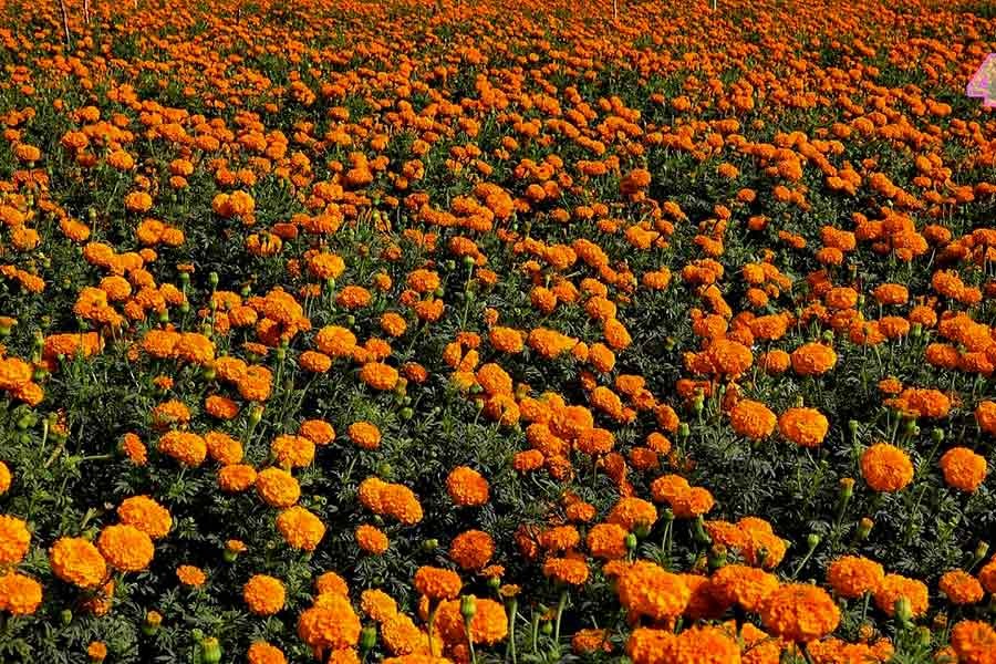 Jessore to have country's first ever flower research centre