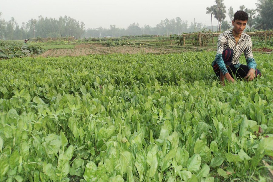 A farmer takes care of his spinach cropland at Kazipur Upazila of Sirajganj district. 	— FE Photo