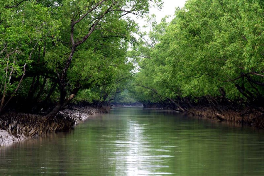 A view of Sundarbans