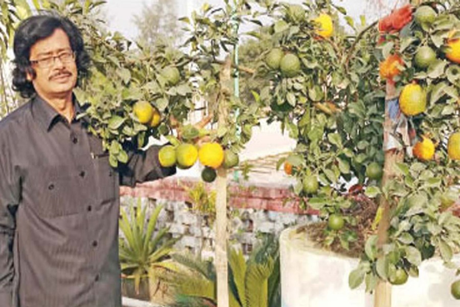 NAOGAON: A cultivator takes care of orange plants at his rooftop orchard in Naogaon on Thursday.  	— FE Photo