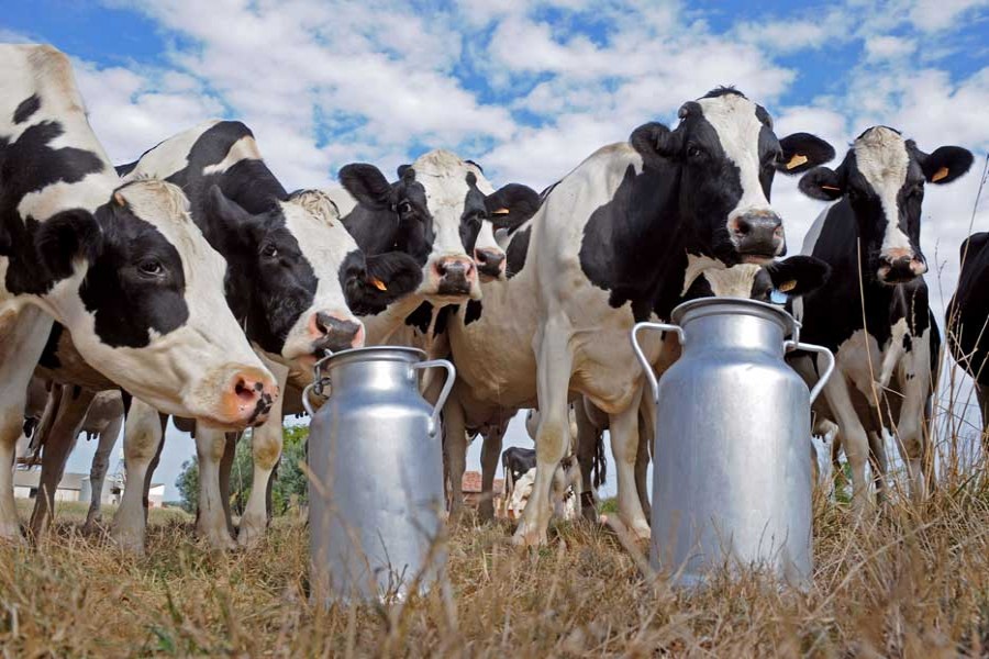 Dairy sector: A global view