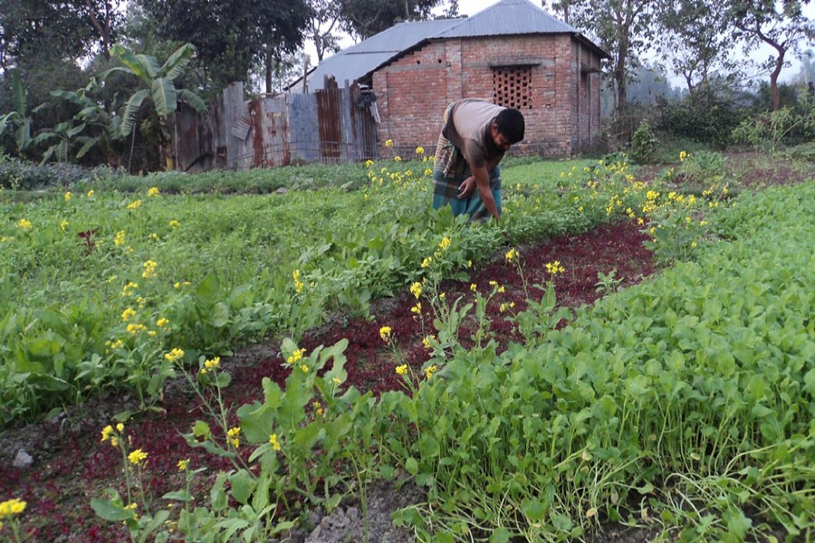 A farmer takes care of his vegetable field in Shingra upazila of Natore on Thursday.	— FE Photo
