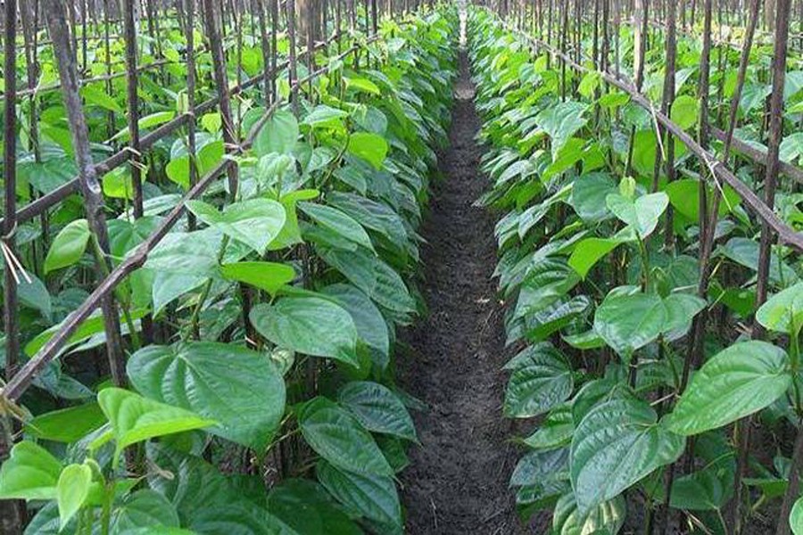 A betel leaf garden in Bujruk Kola village under Bagmara upazila of Rajshahi. 	— FE Photo