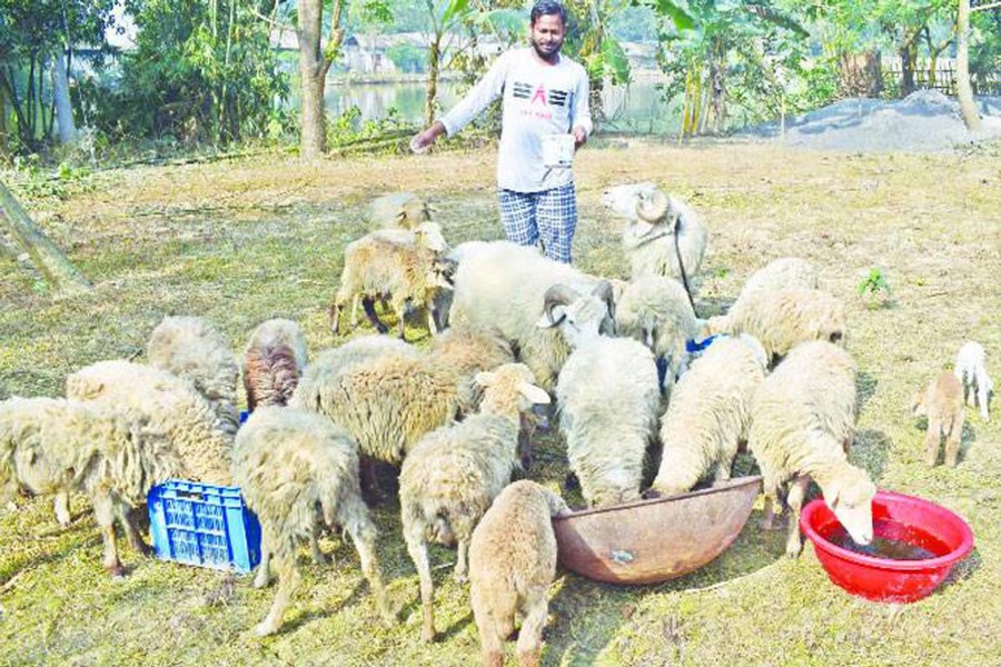 A rearer feeds his sheep in Kalai upazila of Joypurhat district on Wednesday. 	 	— FE Photo