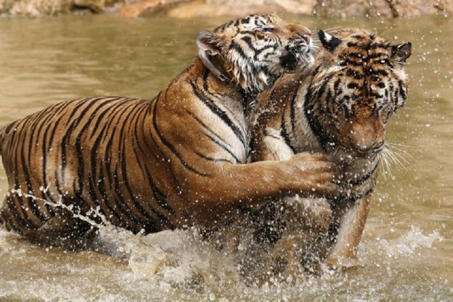 The tiger population in Bangladesh, according to a 2015 census, stands at 106. Reuters/File Photo