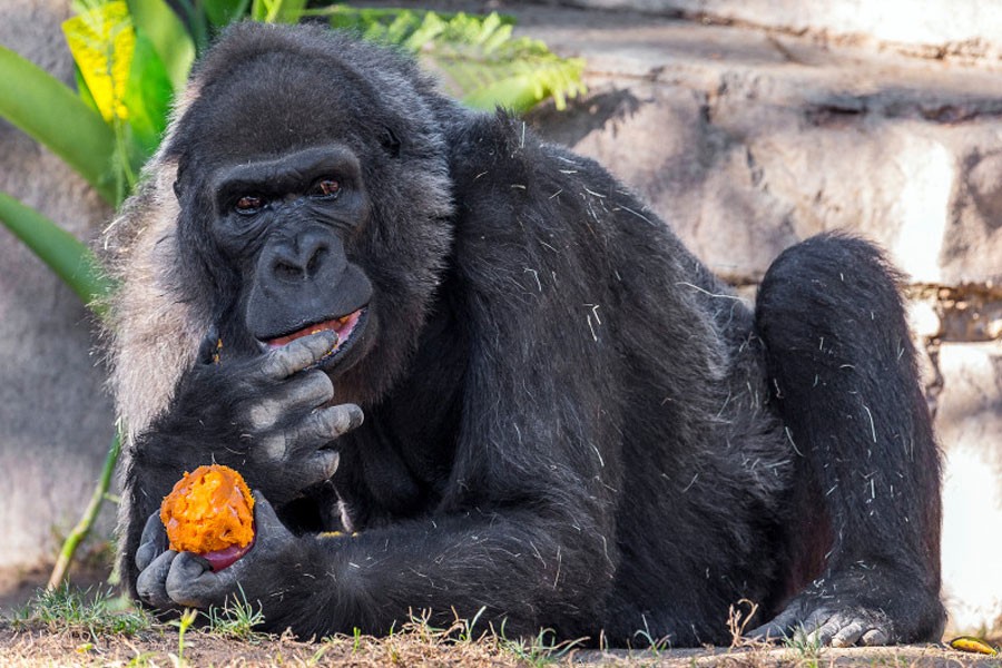 This undated photo provided by the San Diego Zoo Safari Park shows Vila, an African gorilla. (AP)