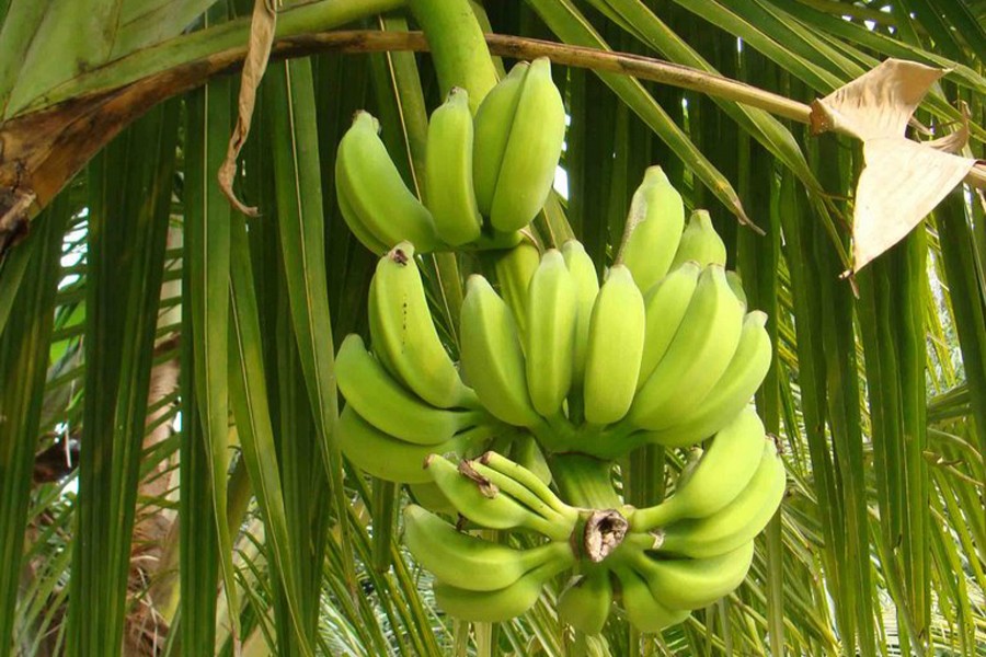 Banana farming expanding fast in Nilphamari