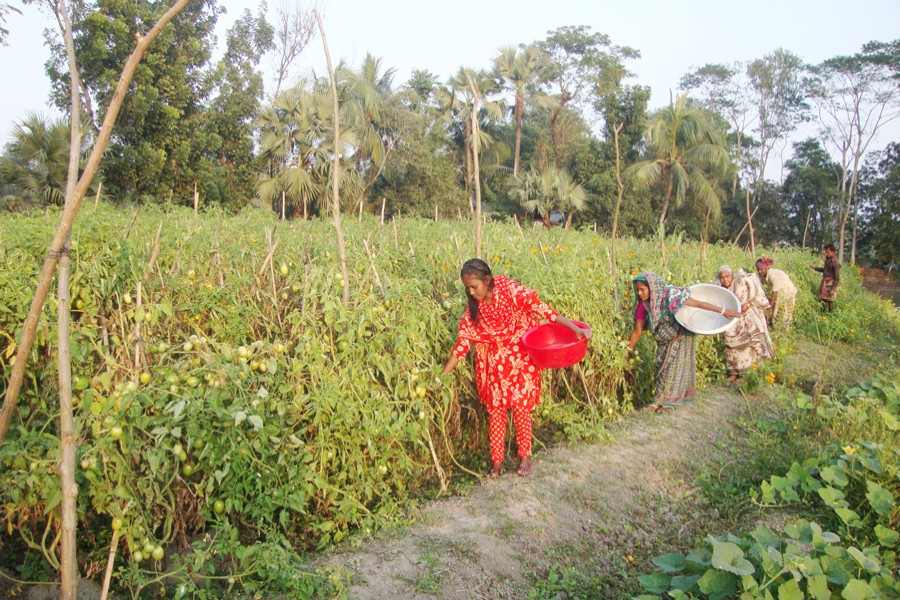 Farmhands collect tomatoes from a field at Raghunathpur Charpara under Gopalganj Sadar on Tuesday.   	— FE Photo
