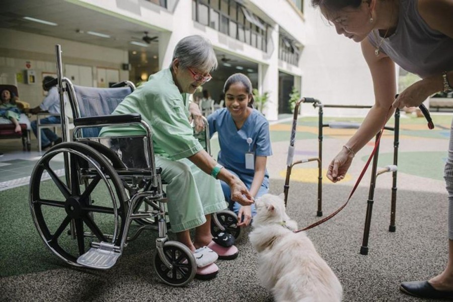 Madam Poh Poh Choo, 72, a patient at Ang Mo Kio-Thye Hua Kwan Hospital in Singapore, feeding a cat during a therapy session, with encouragement from the cat’s owner Leanne Teo, 47, and Ms Gelena Anandarajah. Photo: The Straits Times