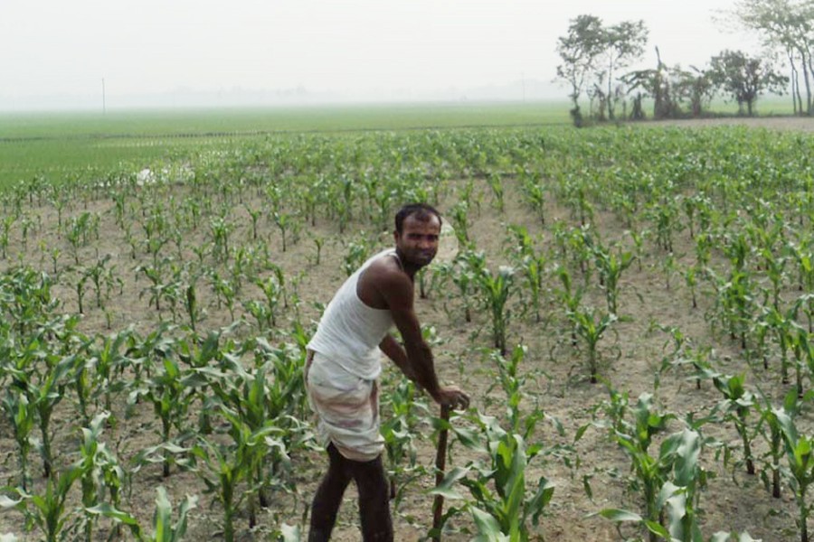 Maize cultivation increases in Natore district