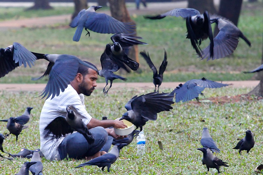 A man seen sharing his food with crows at Suhrawardy Udyan in the city recently — FE photo by Shafiqul Alam