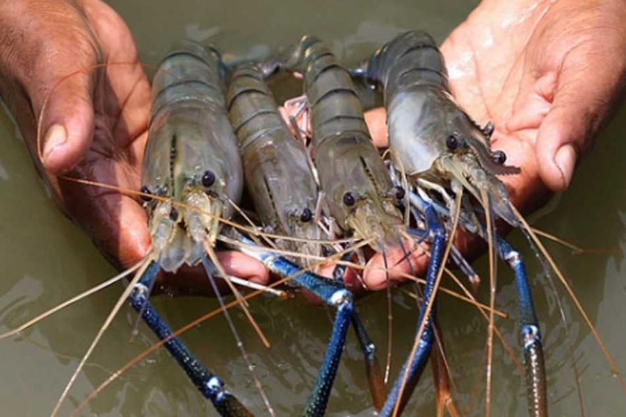 Modernising the shrimp sector