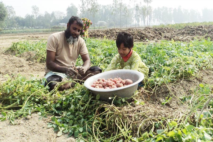 A little girl helps her father to harvest potatoes from a land in Sahowla village under Shibganj upazila of Bogra on Sunday. 	— FE Photo