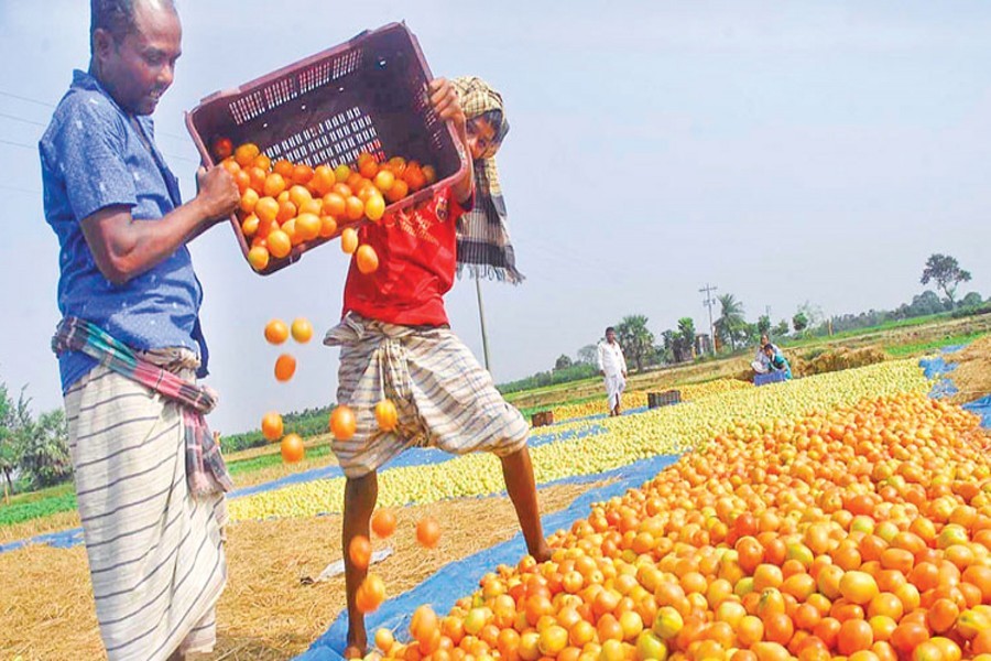 Chemical-free tomato farming delights Rajshahi growers