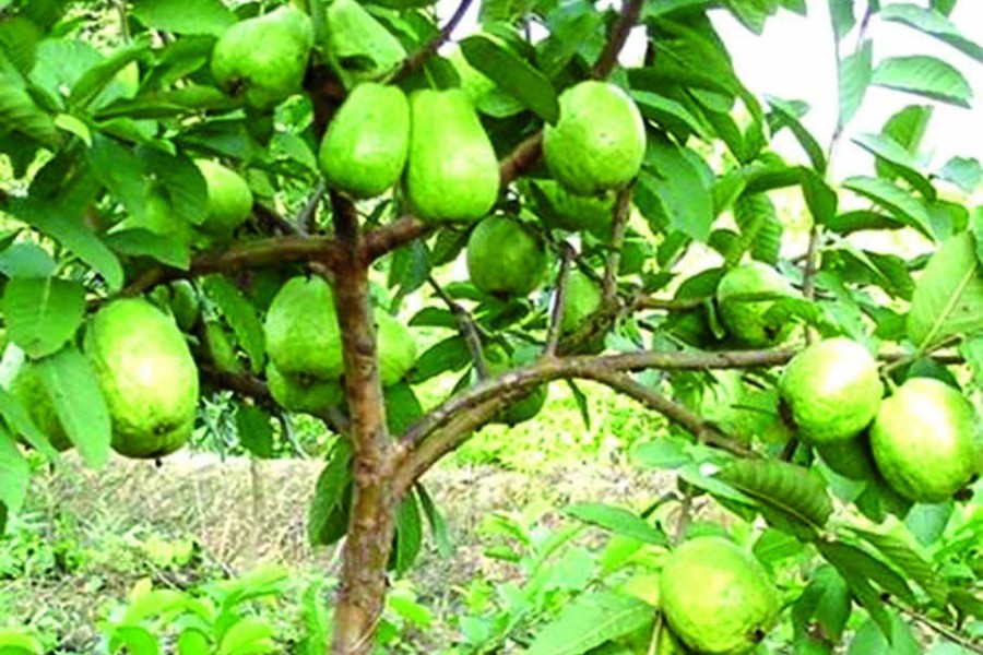 A college teacher producing seedless guava in Rajshahi