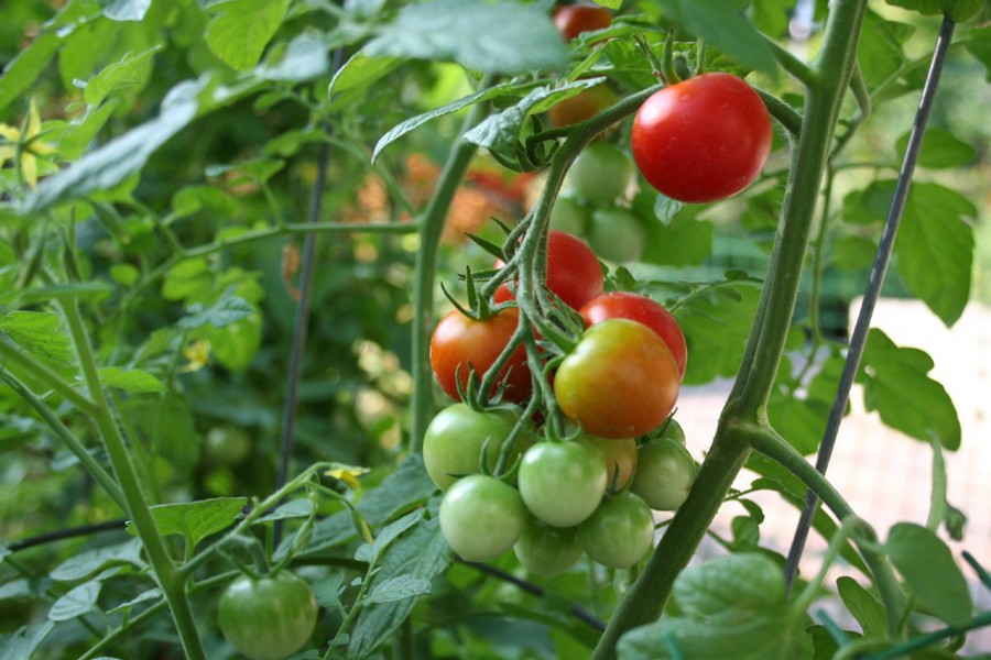 Magura tomato cultivators  achieve bumper output