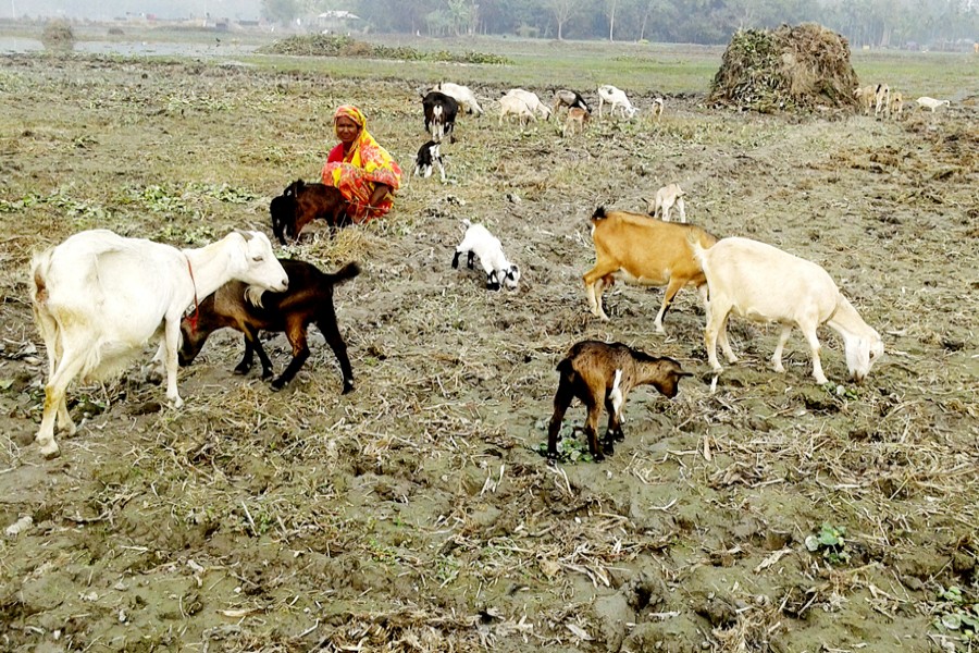 Fatema Begum takes care of her goats at Nazirdaho village in Kawnia upazila of Rangpur district. 	 	—  FE Photo
