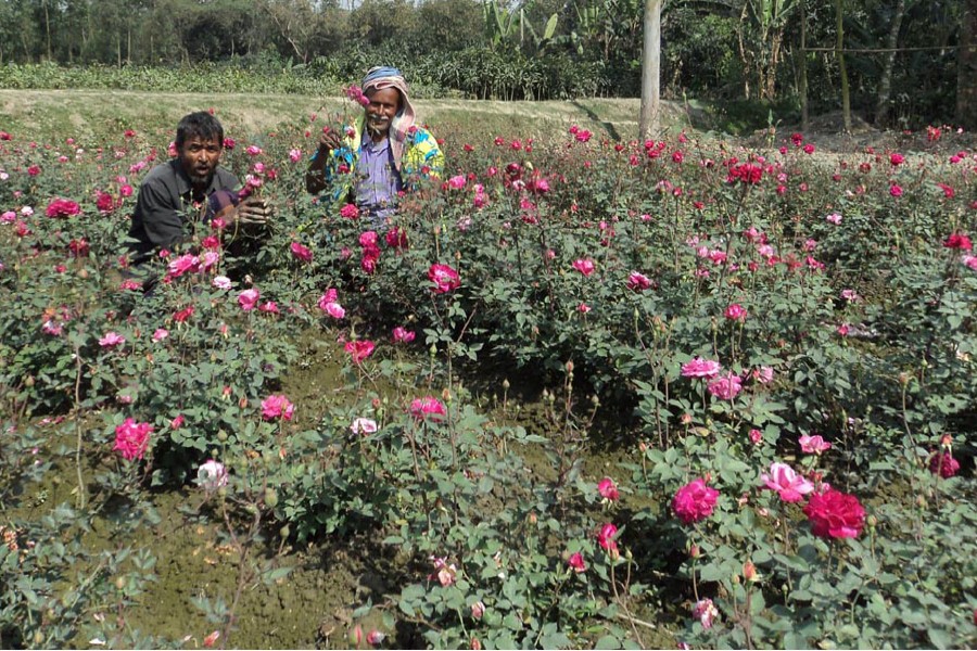 Flower cultivators work in a rose field in Dawakola village under Bogra Sadar. The snap was taken on Monday. 	— FE Photo