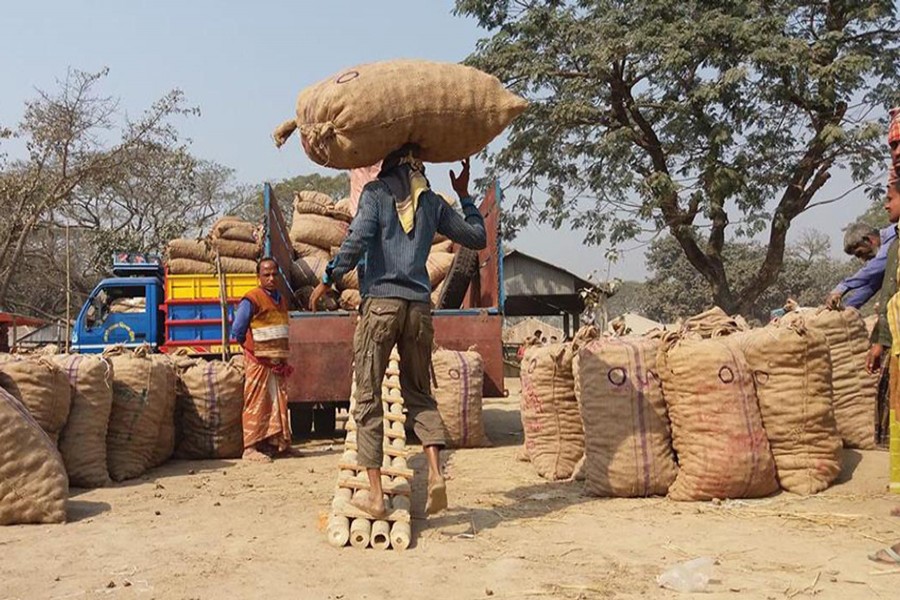 Workers load trucks with the newly-harvested potatoes at a wholesale market of Boraigram upazila under the district for sending to different districts across the country. The photo was taken on Wednesday.  	— FE Photo