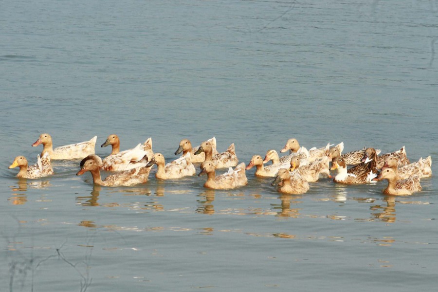 A flock of ducks move around in a waterbody i
