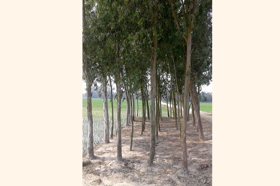 Excessive eucalyptus plantation poses threat to cultivable land