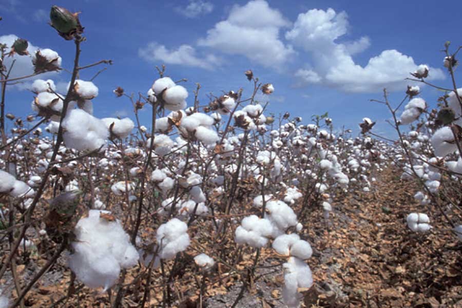 Muhith for weaning imported cotton