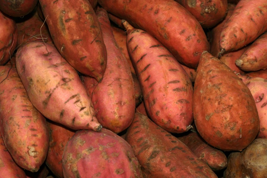 Sweet potato makes farmers smile